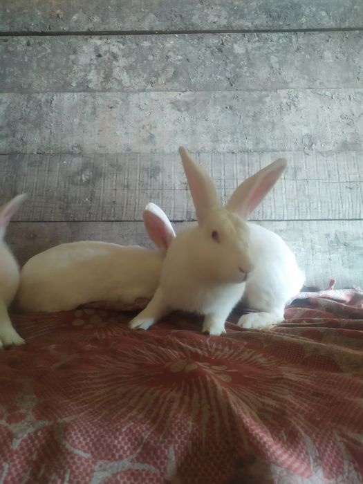 Продаються кролі термонці.