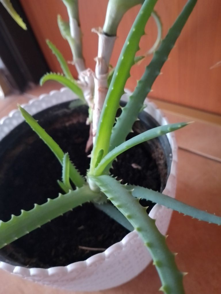Aloes leczniczy duży