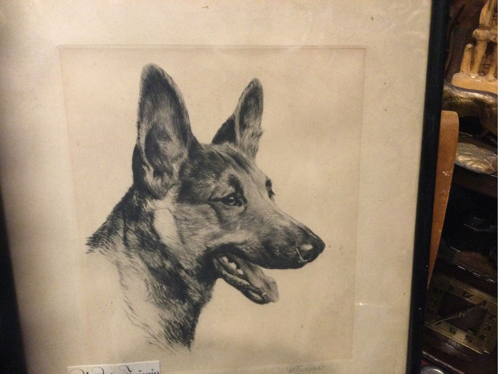 Obraz,grafika,pies ,owczarek niemiecki,wilczur,przedwojenna,antyk
