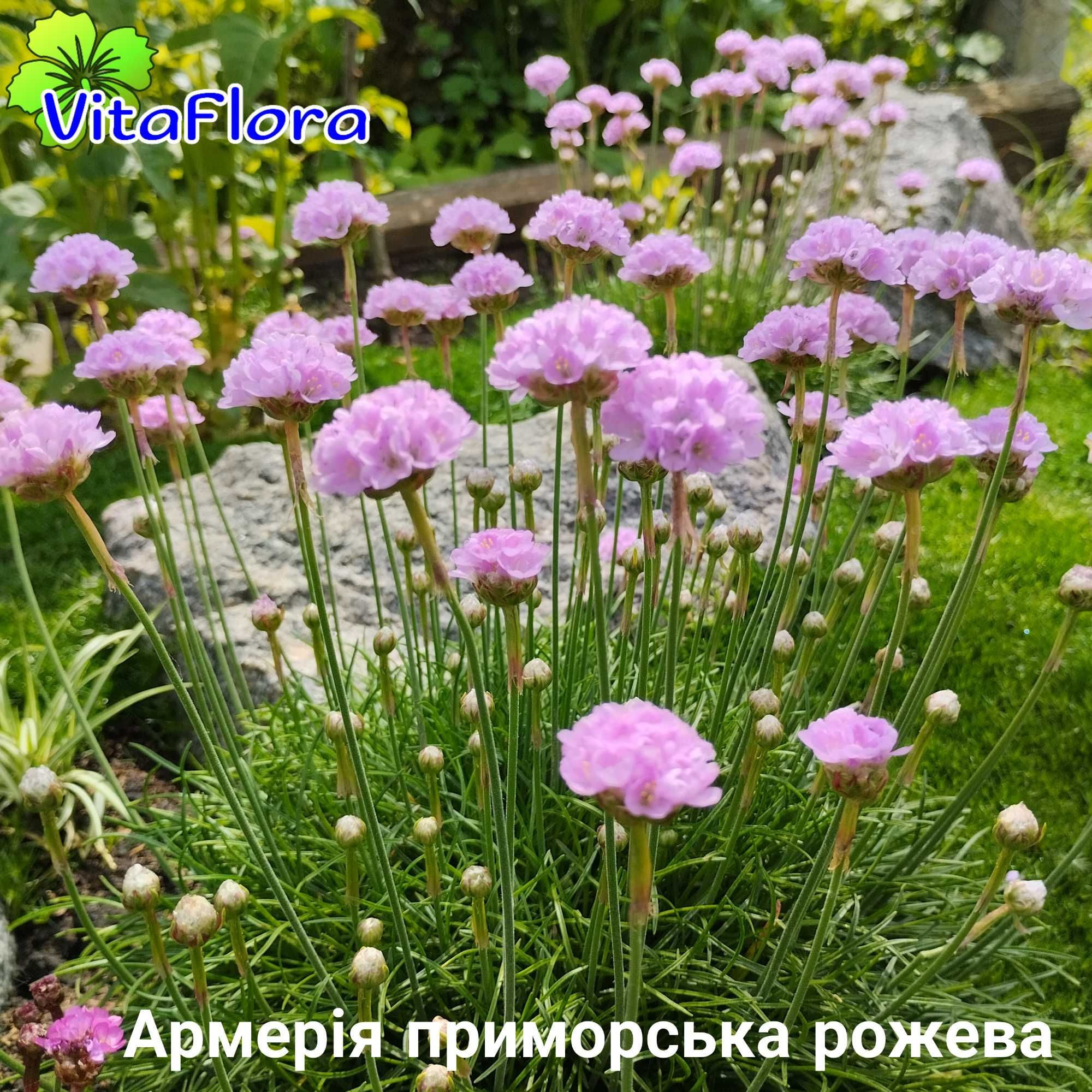 Квіти багаторічні альпійська гірка