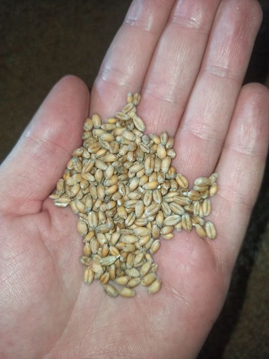 Sprzedam pszenicę Patras - rok po centrali