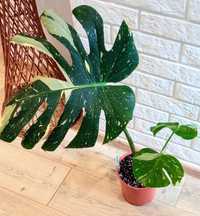 Monstera Thai Constellation