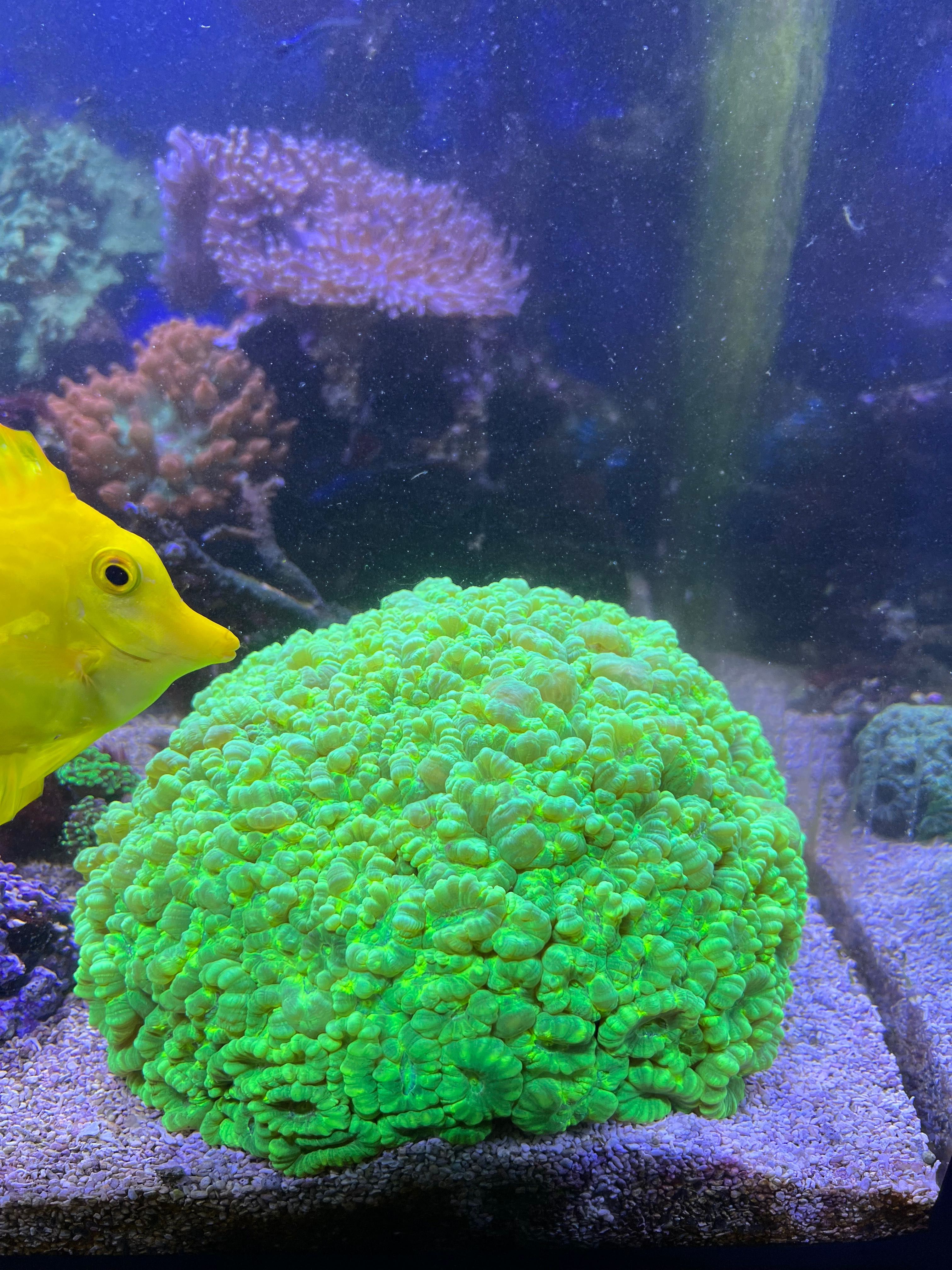 Coral Caulastrea flúor