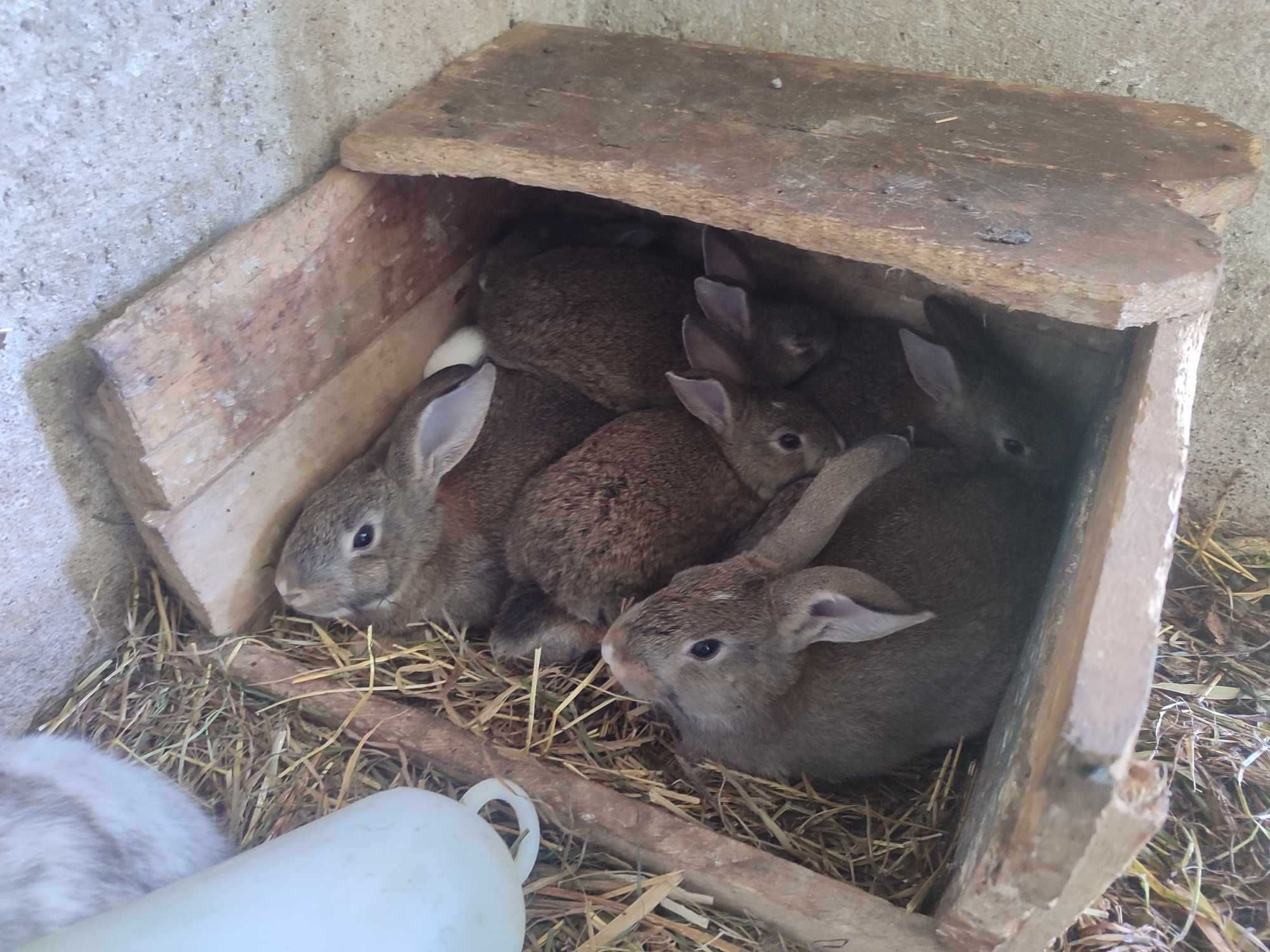 Coelhos caseiros