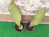 Sanseveria Trifasciata Moonshine sadzonki bejbiki w doniczce wężownica