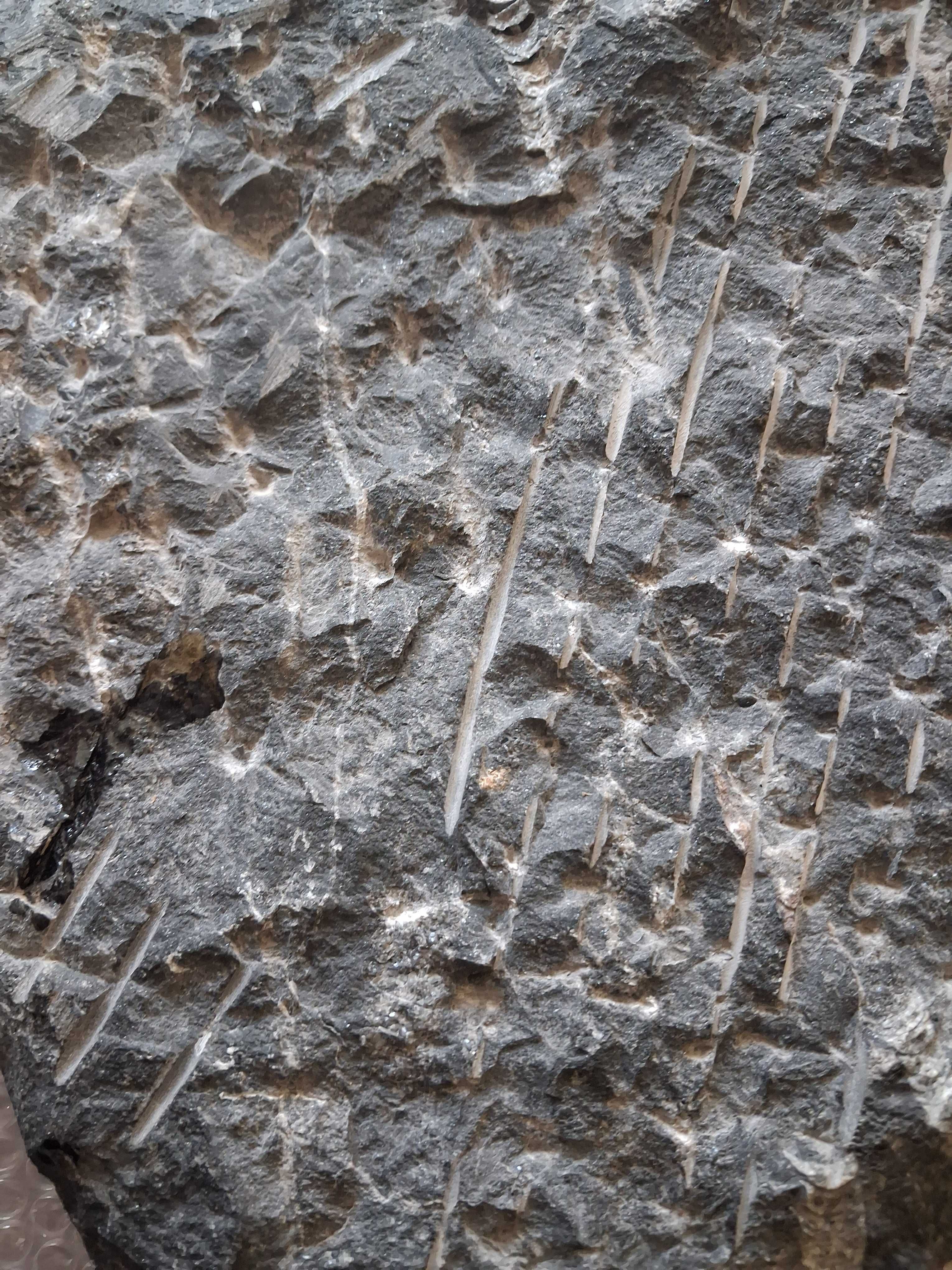 Piękna dużą skamielina orthoceras