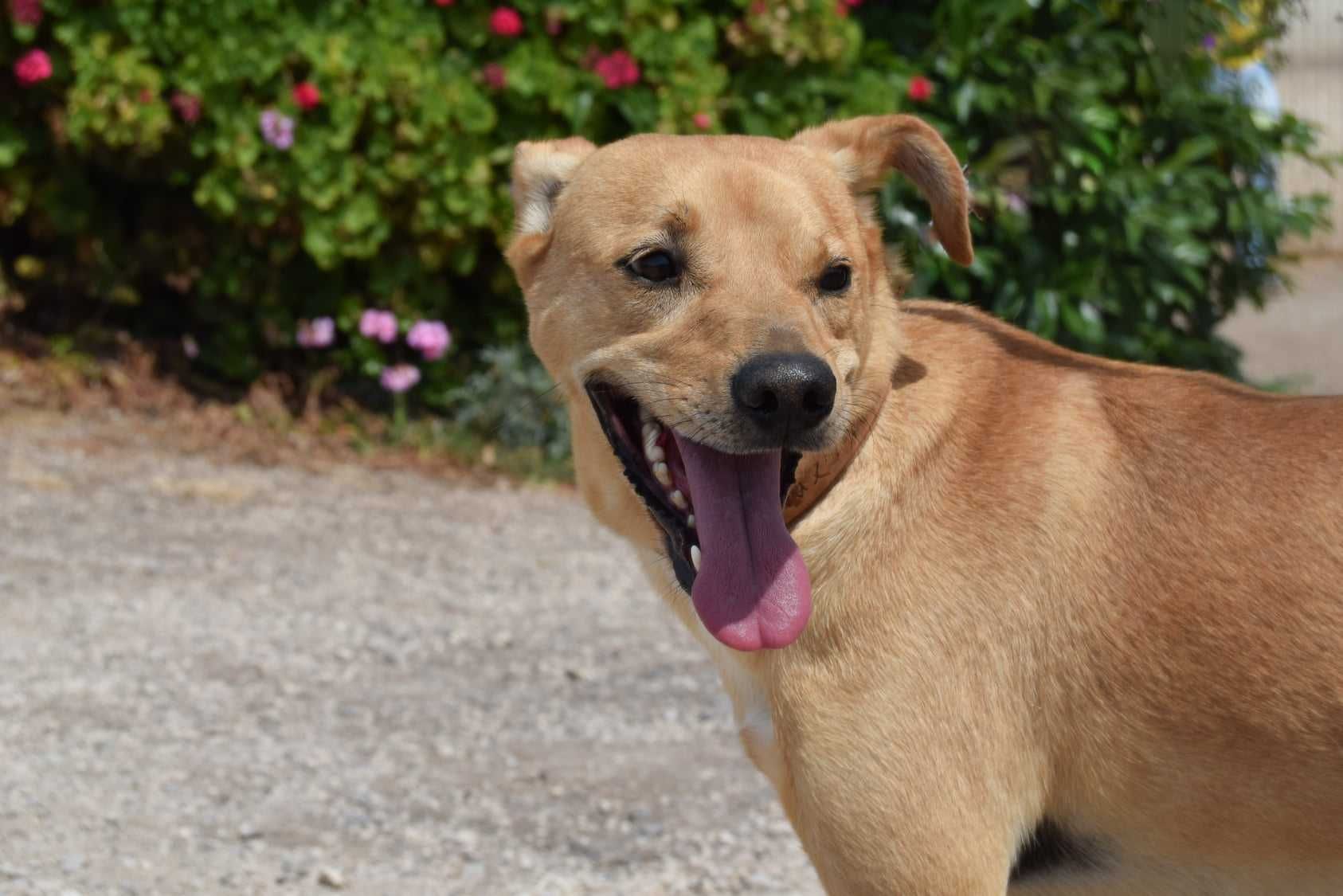 Super Bock - cão porte médio para adoção