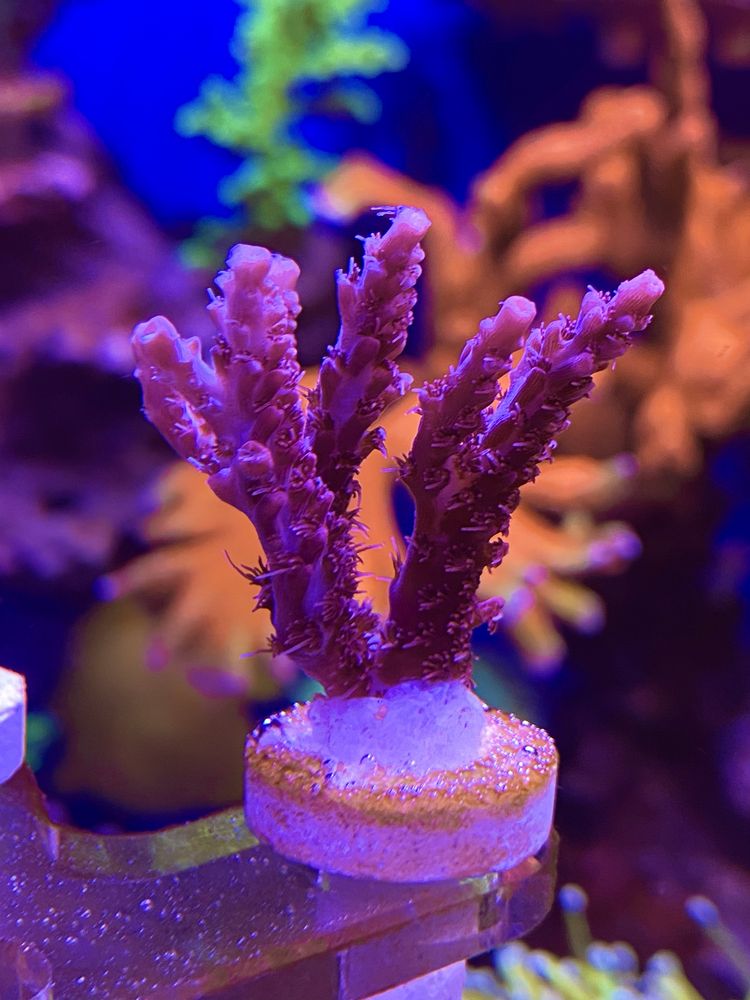 Морские кораллы морской аквариум