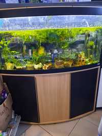 Акваріум Hagen fluval vicenza 260l