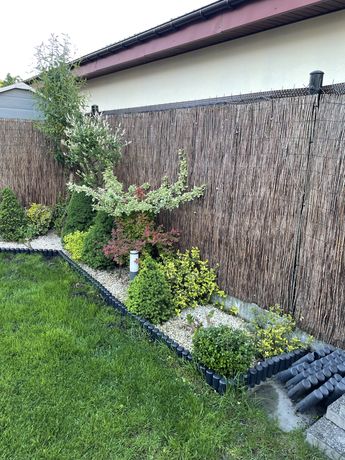 Słomianka wiklinowa na ogrodzenie 1,5 x 5 m