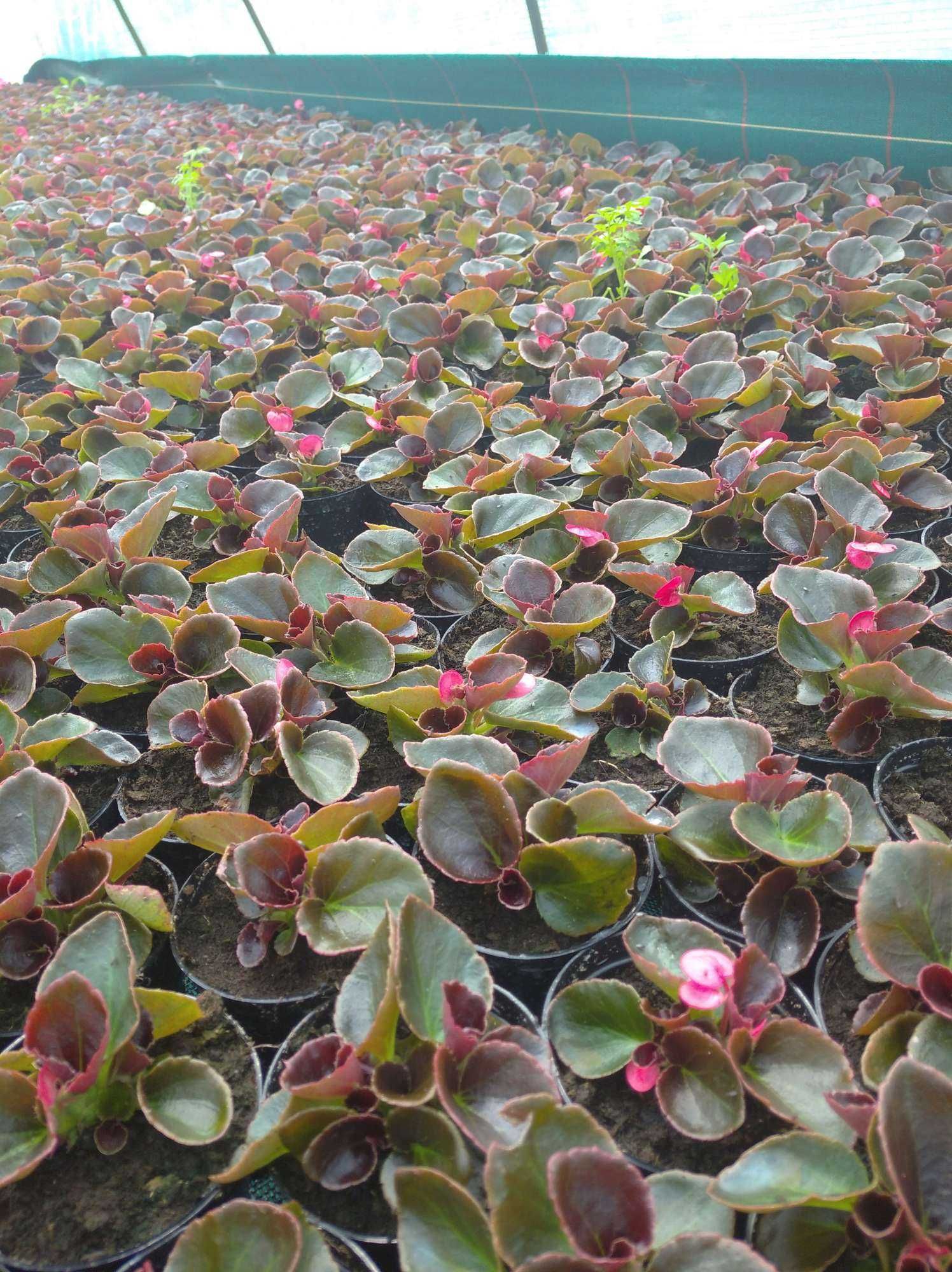 Begonia rabatowa, różne kolory - 10szt.