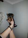 Mini suczka Yorkshire terrier York jork metryka chip