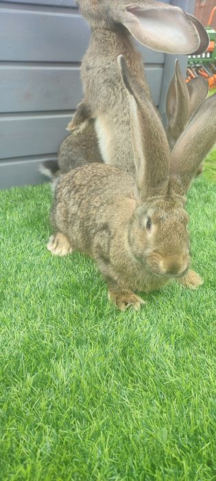 Olbrzym belgijski szary BOS z rodowodem