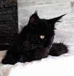 Piękna kotka Maine Coon FPL