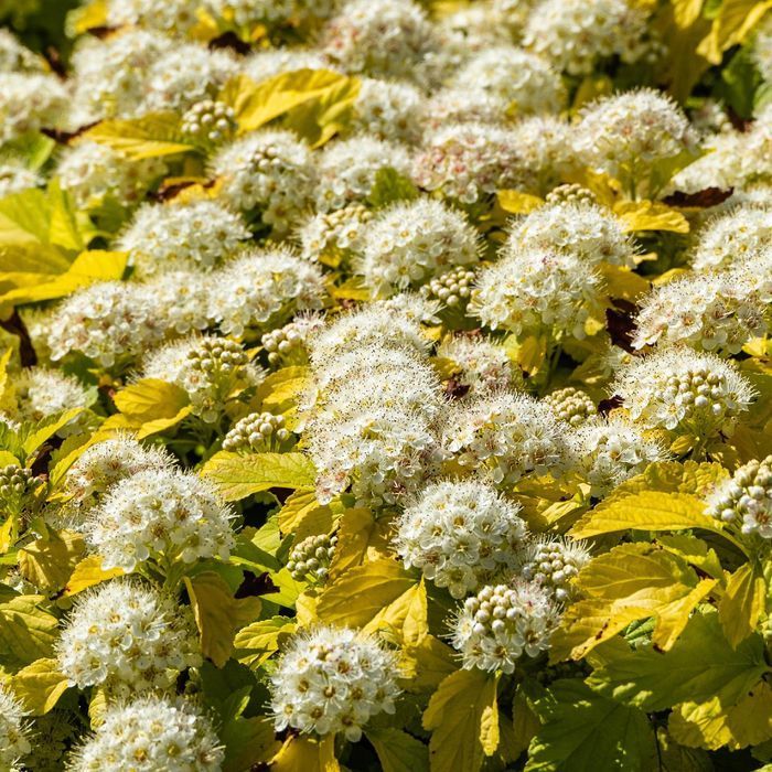 Pęcherznica kalinolistna 'Nugget' (Physocarpus) Doniczka 2.0L