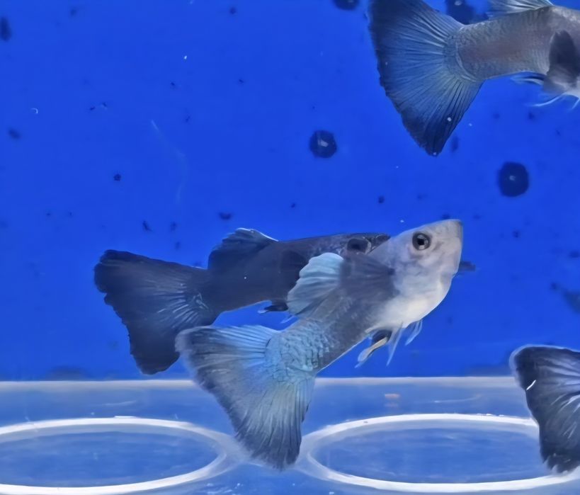 Guppy Blue Moscovo