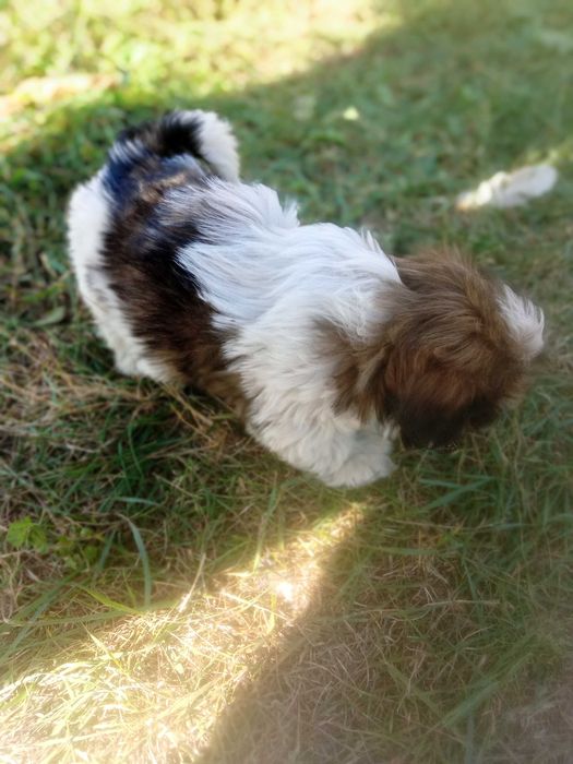 rodowodowe shih tzu na sprzedaż