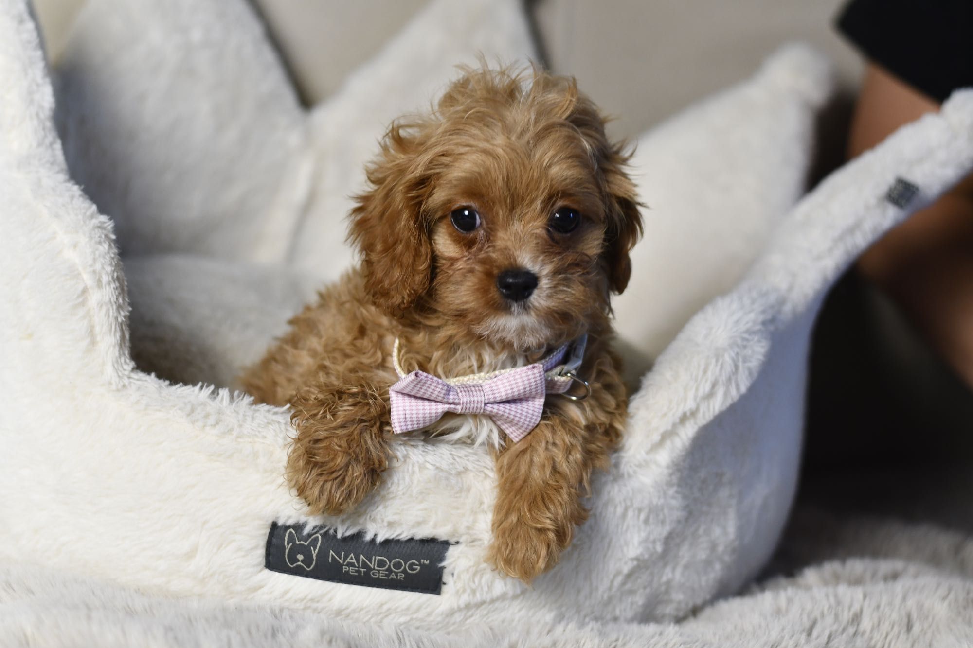 Cavapoo F1 RED BROWN wyjątkowa dziewczynka gotowa do odbioru