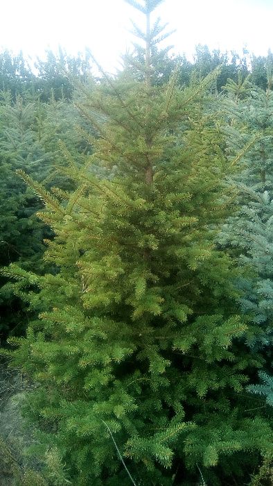 choinka, dowóz, świerk srebrny, pospolity, 1/2,5m