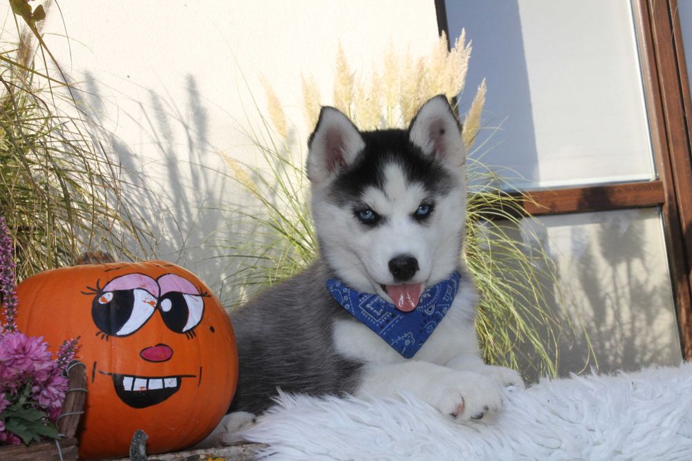 Siberian Husky-śliczna niebieskooka suczka