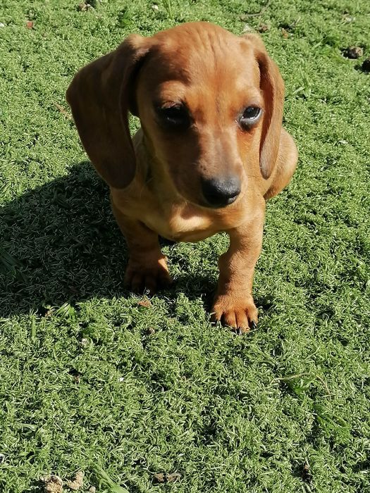 Teckel miniatura castanha