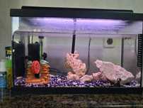 Aquário 50L e acessórios