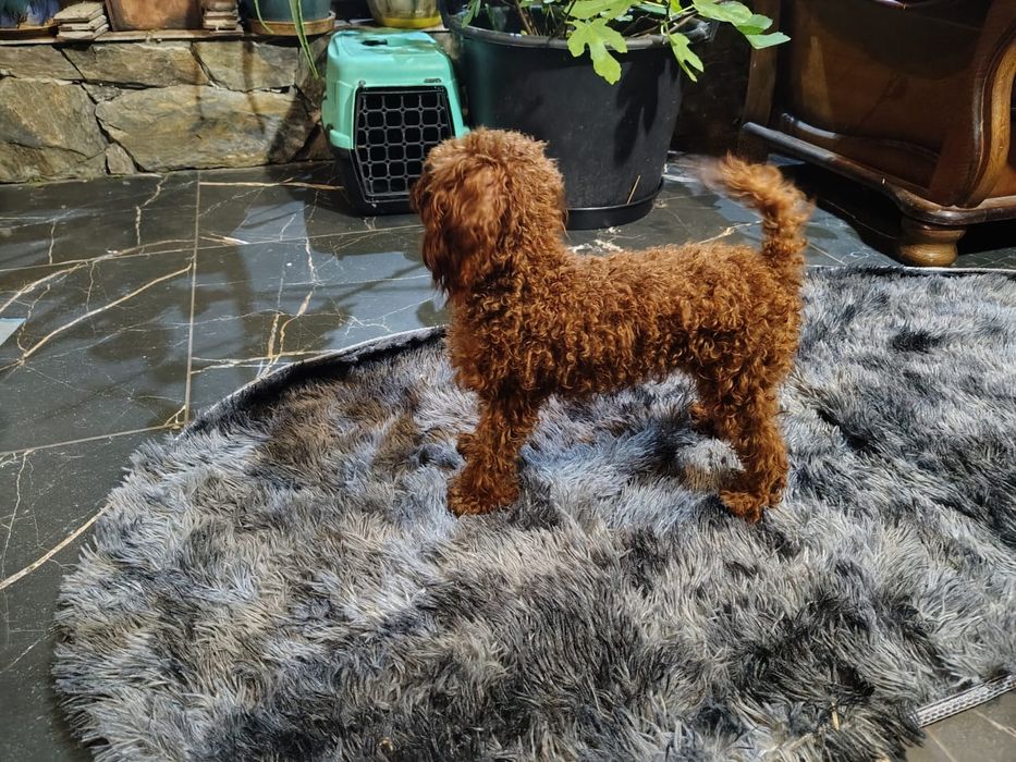 Chipoo, chihuahua długowłosa & Pudel toy,  sunia