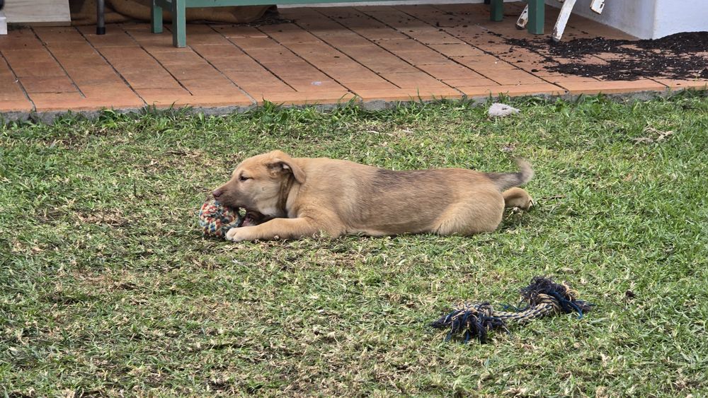 Cachorros para adoção