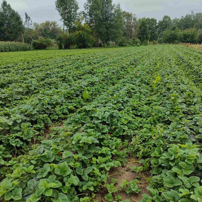 Саджанці полуниці