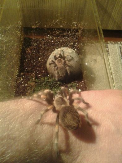 Brachypelma smithi (произносится брахипельма смити)