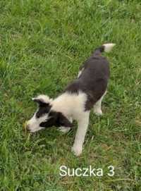 Border collie suczka