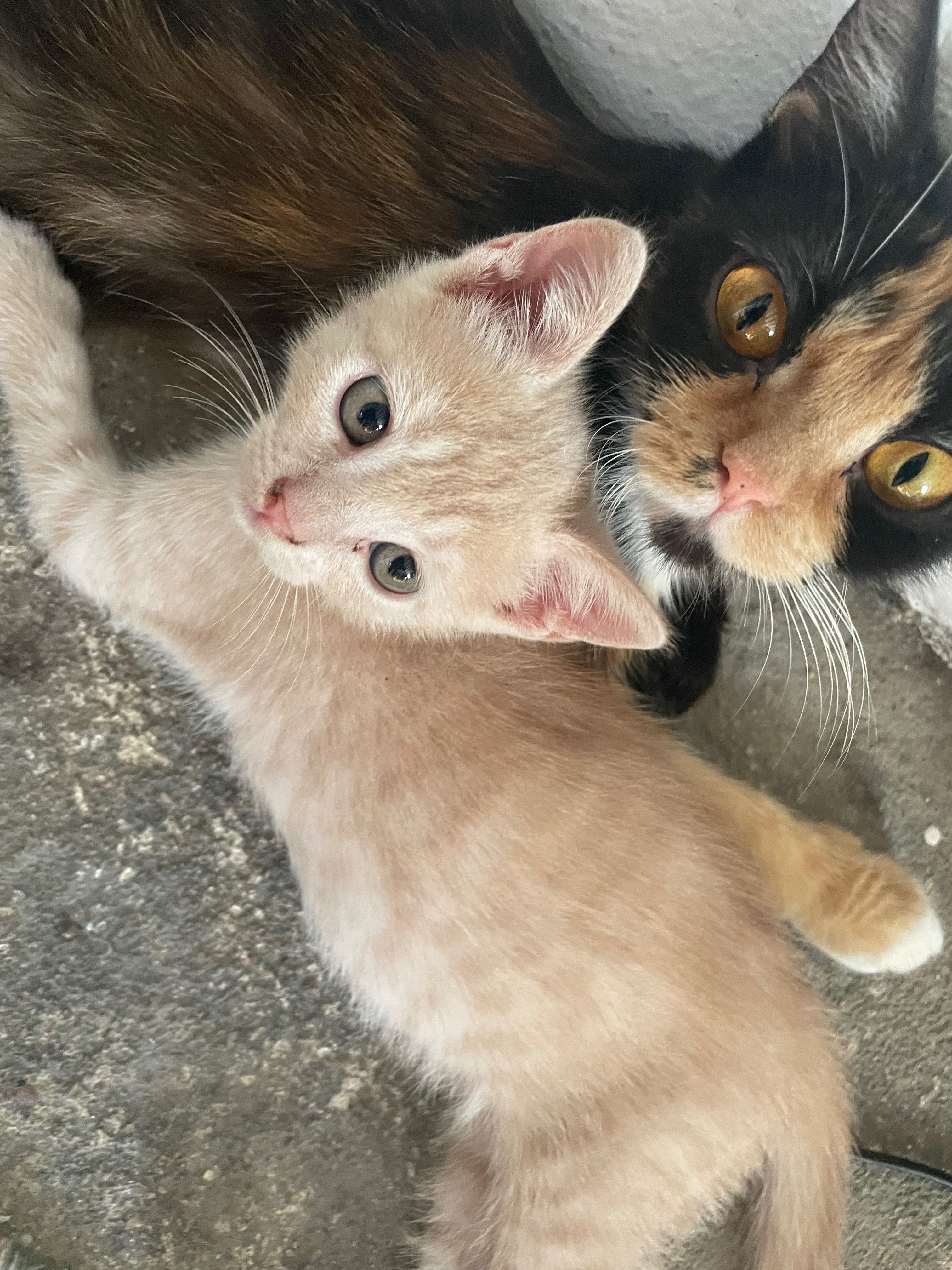 Dasse gatinhos bebés