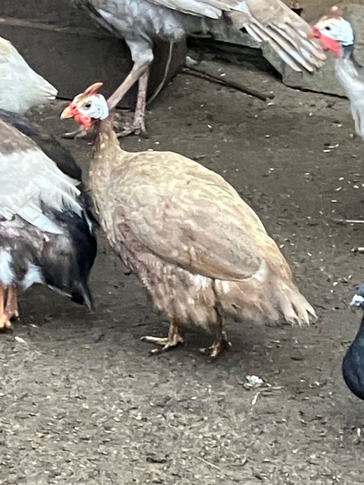 Perliczki , francuskie