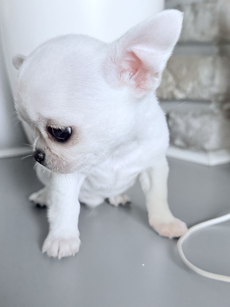 Piekny piesek chihuahua ZKwP FCI