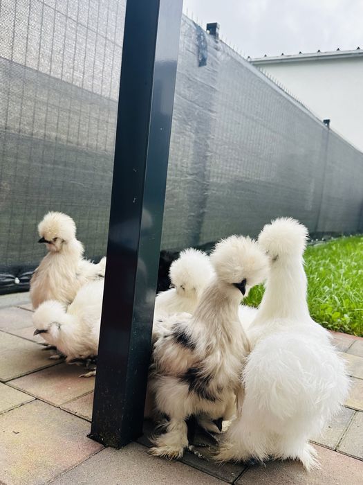 Kury silki splash biala