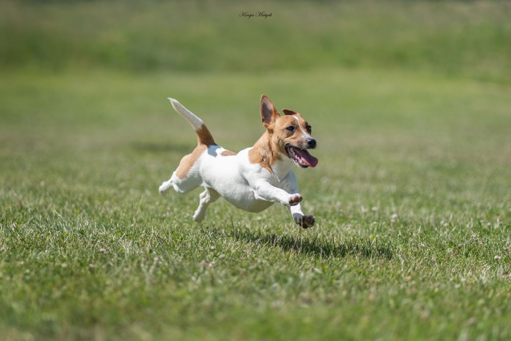 Chłopiec Jack Russell terrier nr 2/badania genetyczne/wyprawka