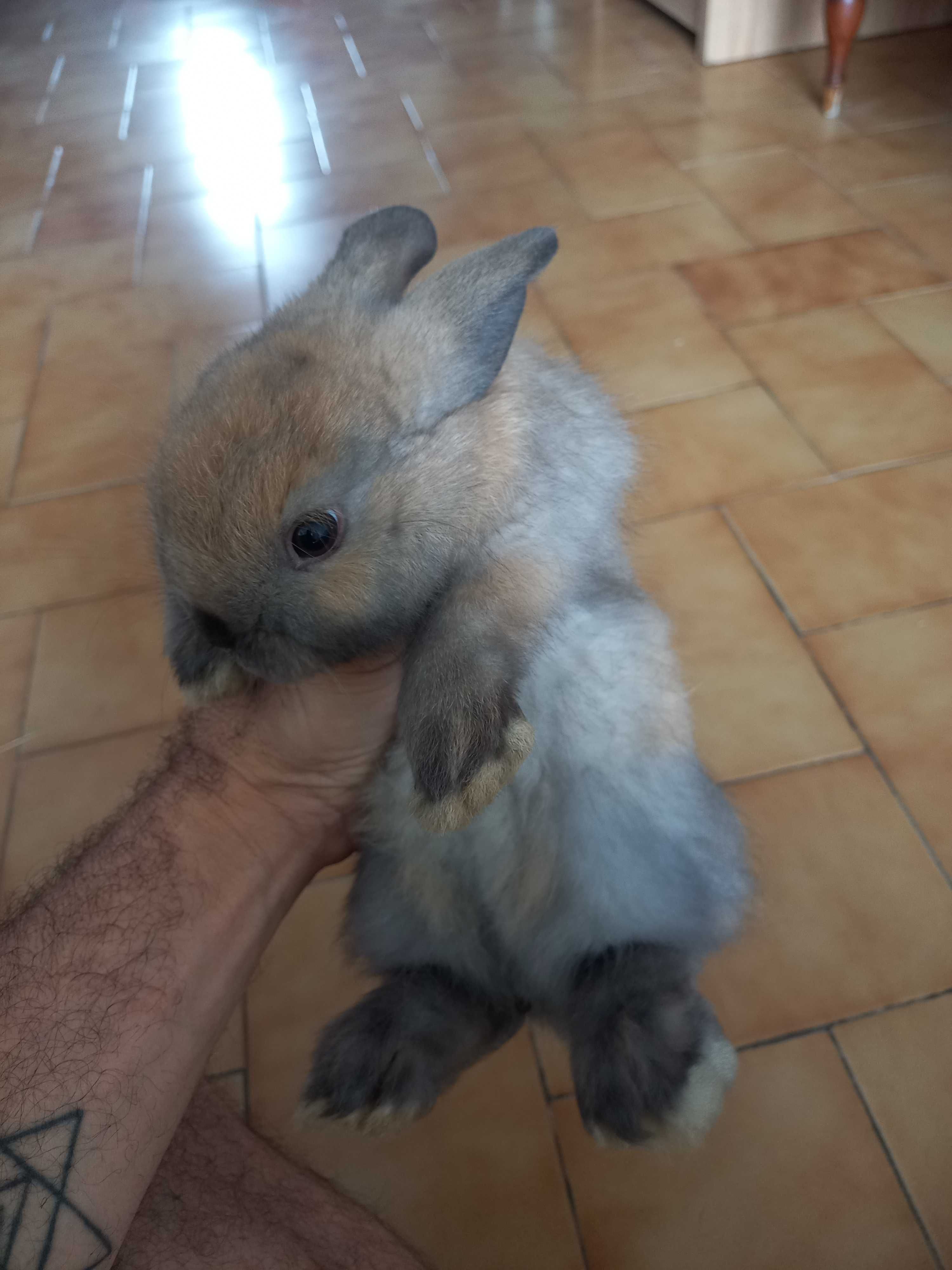 Coelho anão muito lindos