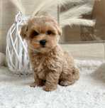 Maltipoo F1, pudel toy red/ maltańczyk- piesek, badania.