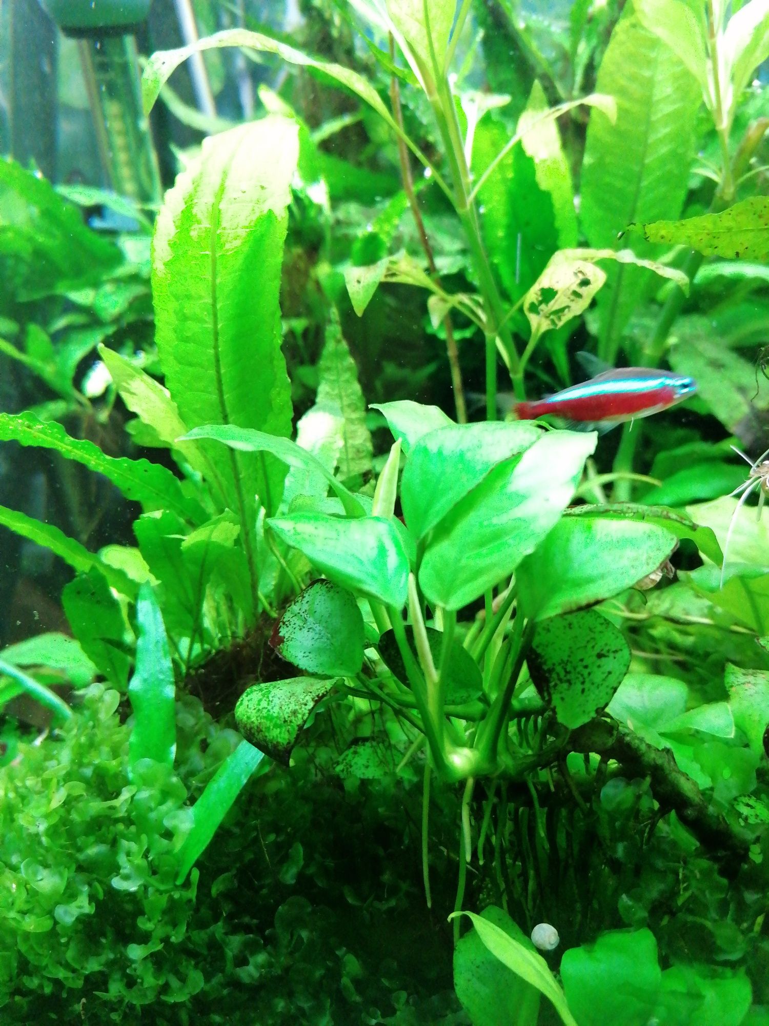 Anubias, roślina roślinka akwariowa