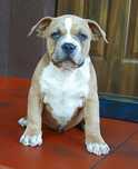 Piesek mocnej budowy Amstaff