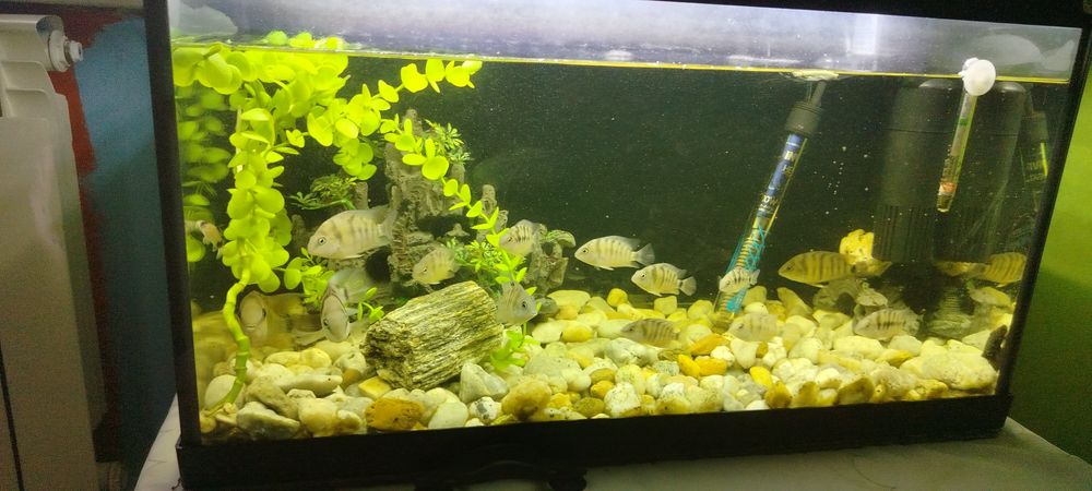 Sprzedam ryby zebry z młodymi