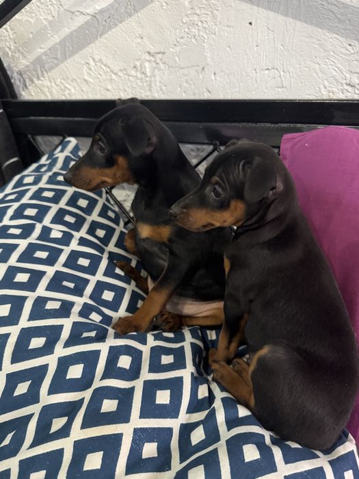 Цвергпинчеры щенки