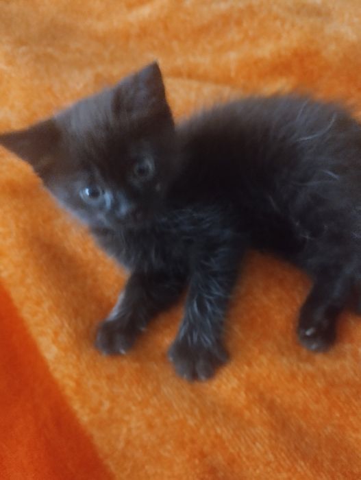 Терміново Продам шотландця