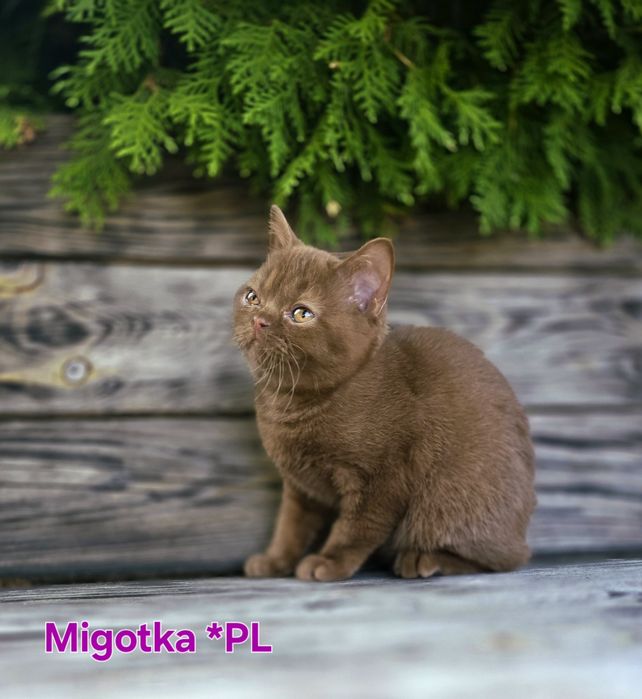 Kotka brytyjska krótkowłosa BSHo cynamon . Rodowód FPL