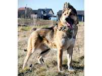 Misiek- duży (45kg), AKTYWNY, inteligentny w typie Owczarka