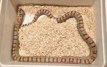 Wąż lancetogłów leonis (ex meksykański) - lampropeltis leonis SAMIEC