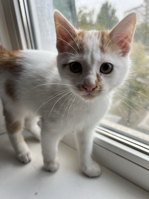 Кошенята у добрі руки