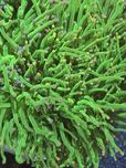 Euphyllia Glabrenscens Green Color Tip FLUOLAMPS WYSYLKI