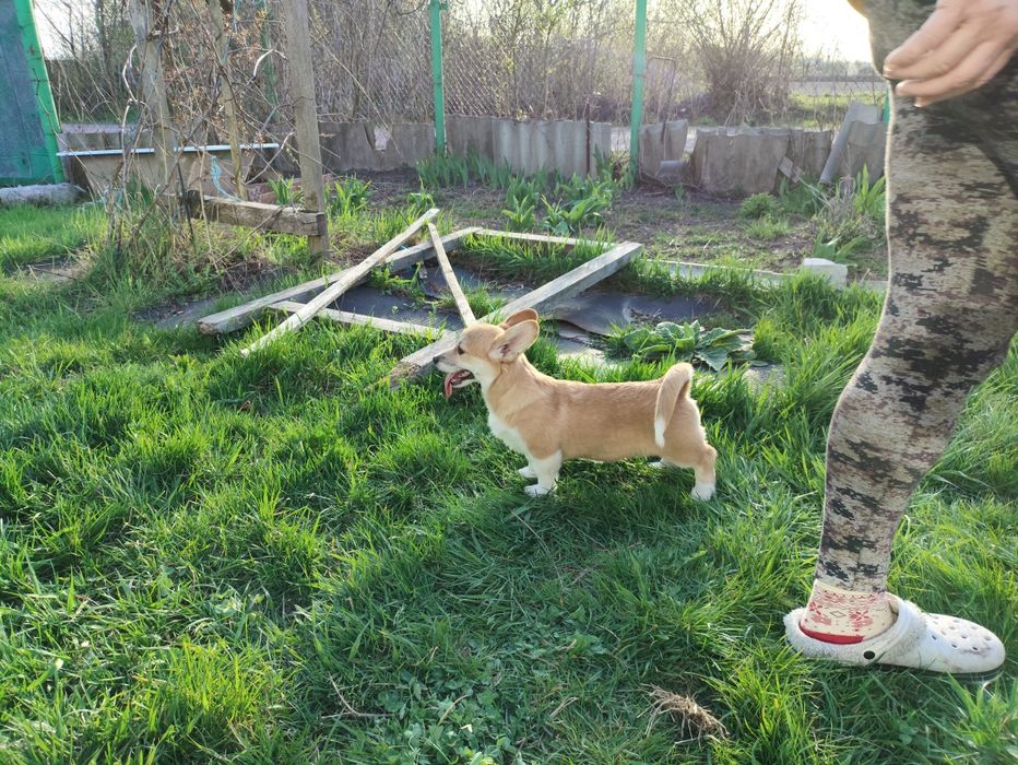 Чарівні цуценята породи коргі