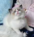 Piękny kocurek Ragdoll seal bicolor